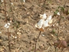 la fleur de coton